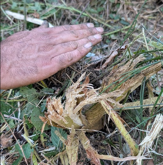 Surface broyée par le EOS 1000 : herbe et broussaille réduites en broyat fin au ras du sol