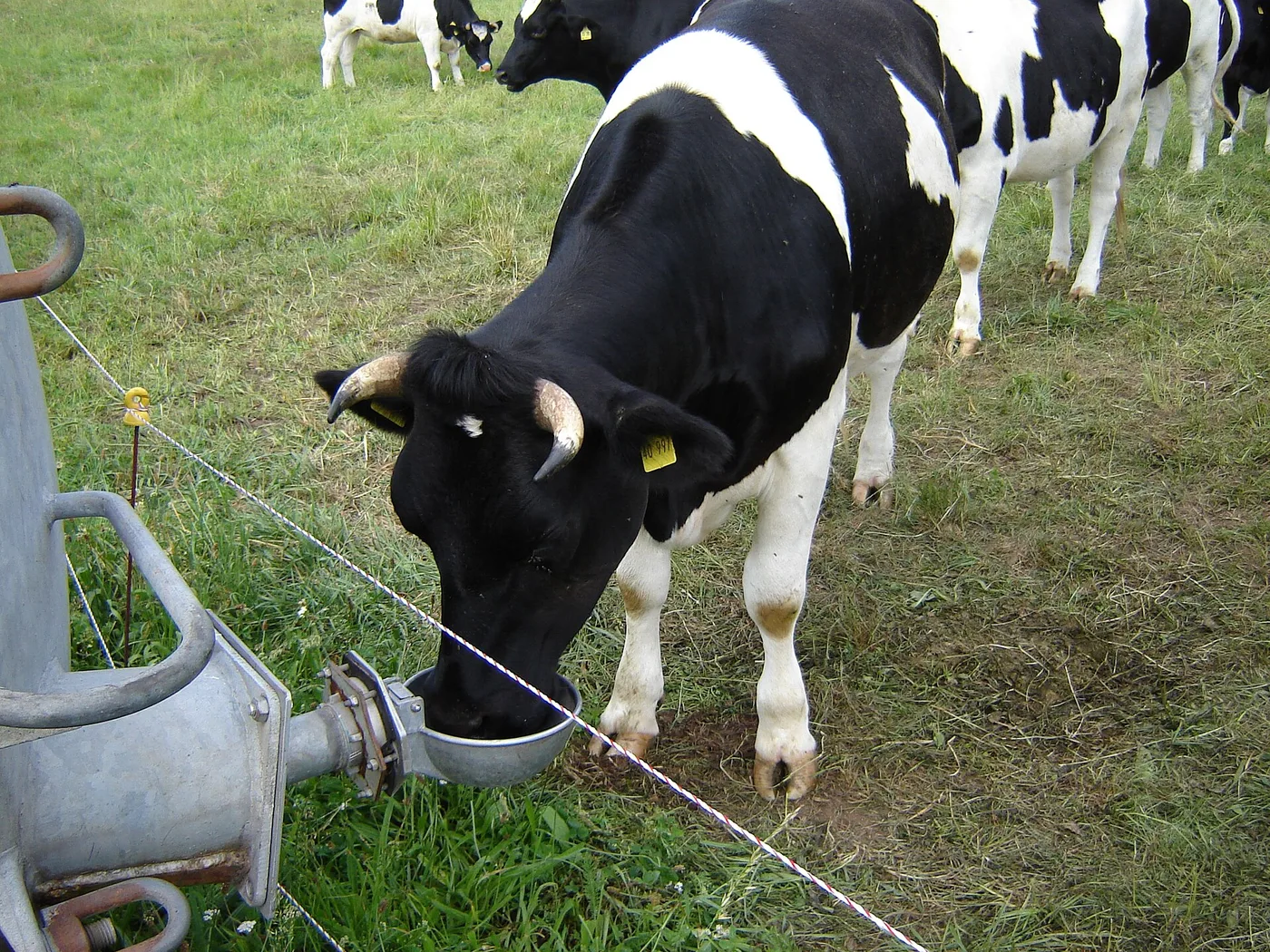 Vache buvant à un abreuvoir à bol installé en pâture