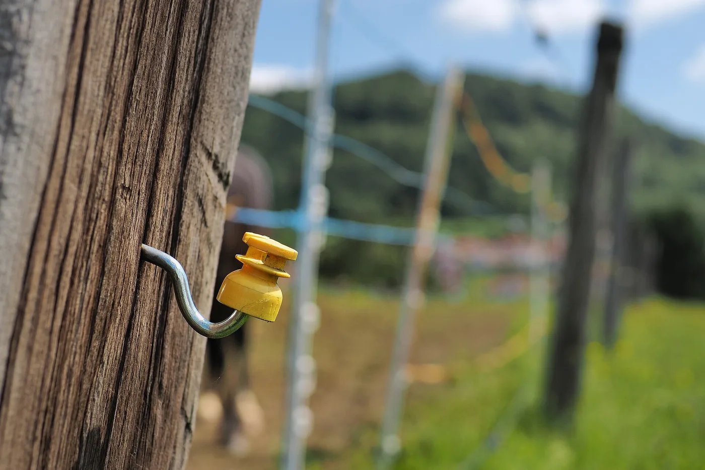 Isolateur de clôture électrique vissé dans un piquet en bois, fils de pâture en arrière-plan