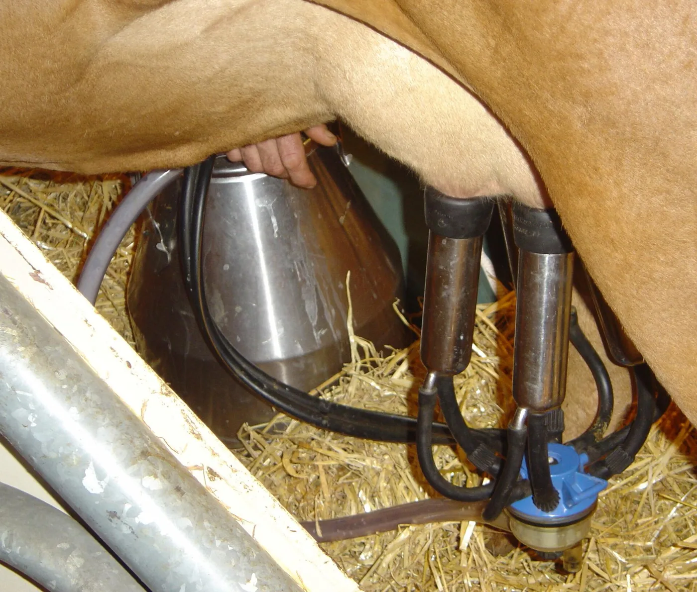 Faisceau trayeur en place sous une vache : gobelets inox, griffe et tuyaux courts à lait et à pulsation